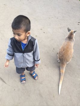 One of the smaller kangaroos..